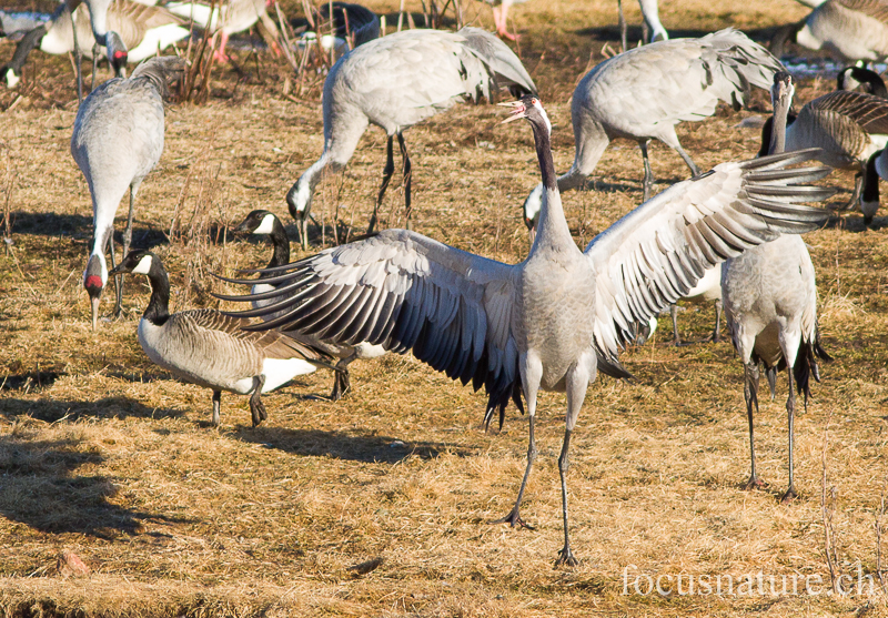 Grue 8363.jpg - Grue cendrée, Grus Grus, Common Crane - Parade au Hornborgasjon (Suède) Avril 2013